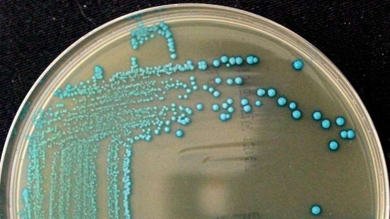 Scientists discover five new species of listeria, improving food safety