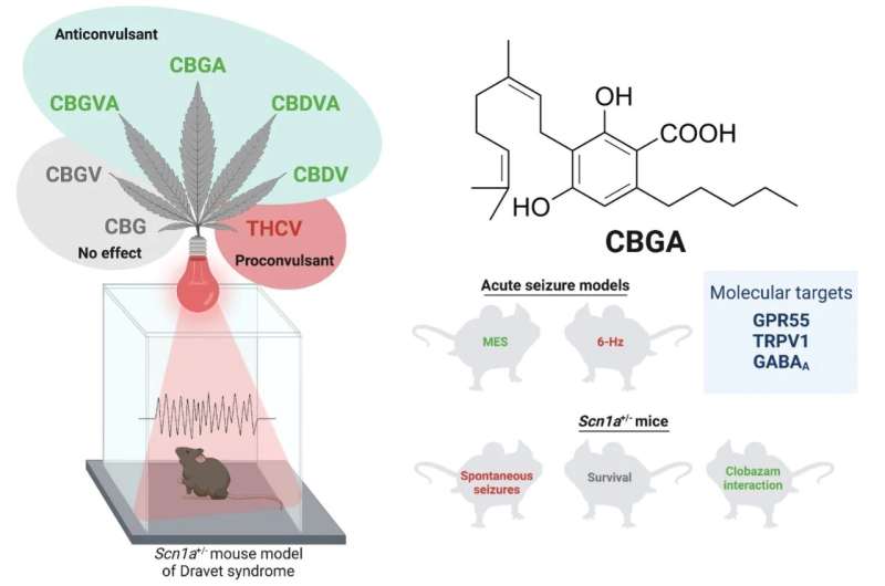Scientists discover three rare cannabinoids reduce seizures in mice