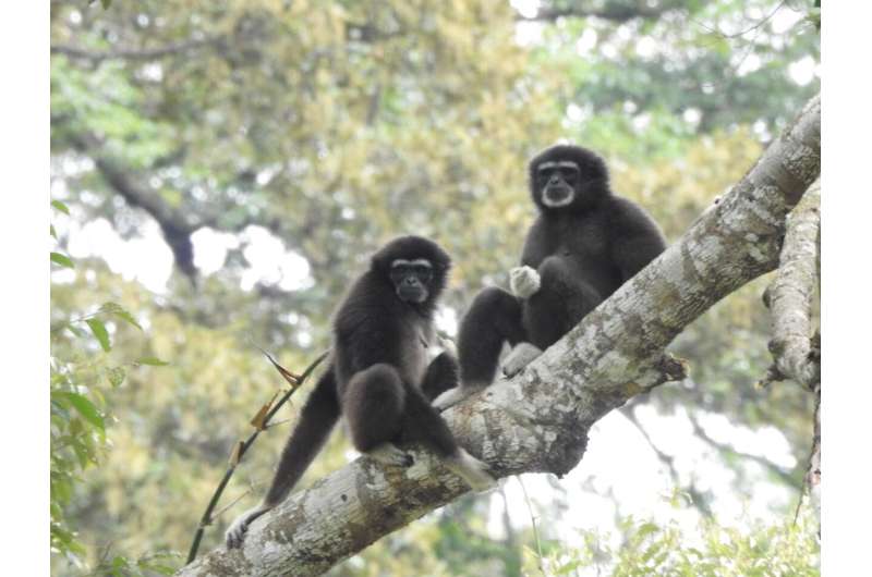 Scientists discover White-handed gibbons that have been evolving in the south of Malaysia