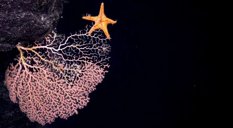 Scientists explore seamounts in Phoenix Islands Archipelago, gain insights into deep water diversity