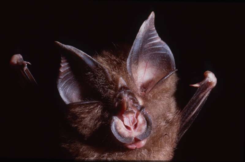 Scientists find SARS CoV-2-related coronaviruses in Cambodian bats from 2010