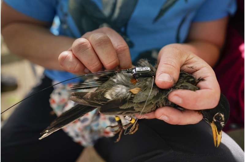 Scientists hail golden age to trace bird migration with tech
