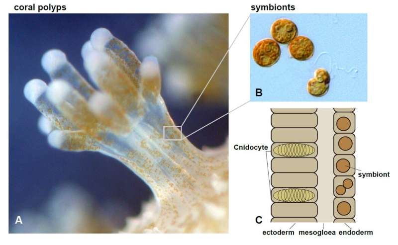 Scientists have cultured the first stable coral cell lines