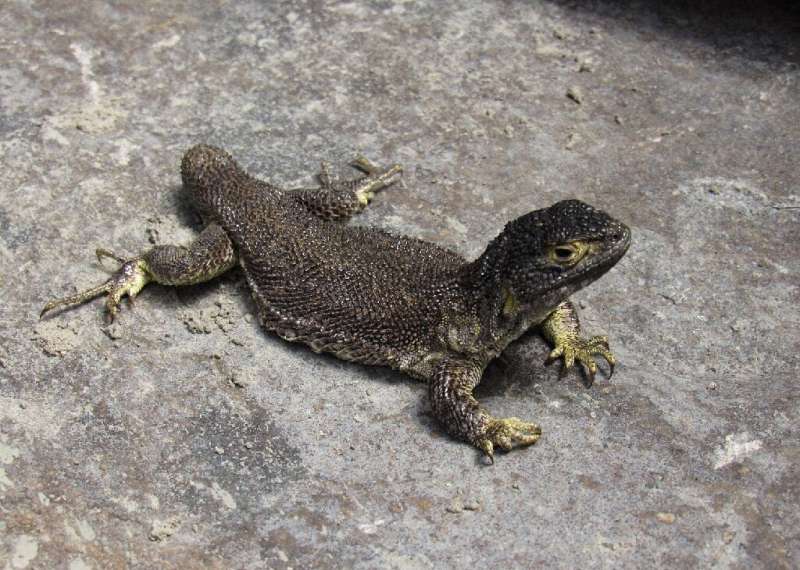 Scientists have discovered a new lizard spieces in Peru, called Liolaemus warjantay