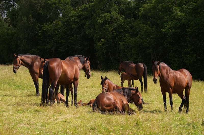 Scientists help safeguard genetic diversity of England’s oldest established horse breed