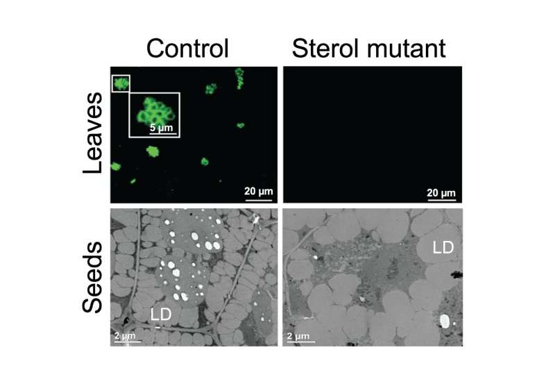 Scientists ID sterol essential for oil accumulation in plants
