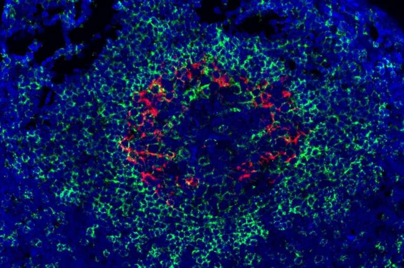 Scientists identify animal model for two emerging tick-borne hemorrhagic viruses