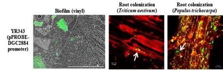 Científicos identifican genes clave para la colonización microbiana de raíces de plantas