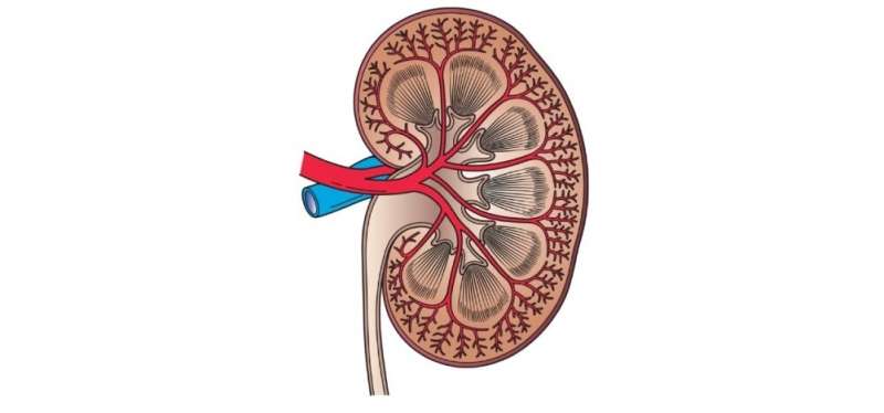 Scientists investigate how infection by SARS-CoV-2 can lead to kidney disorders