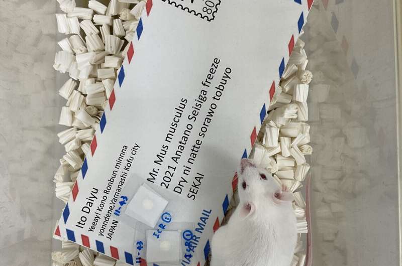 Scientists mail freeze-dried mouse sperm on a postcard
