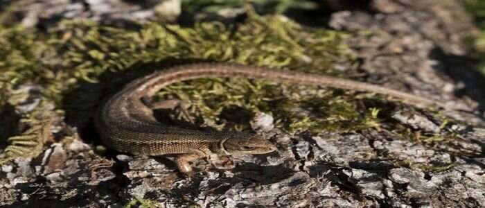 Scientists pinpoint evolutionary genes that allow lizards to give birth like mammals