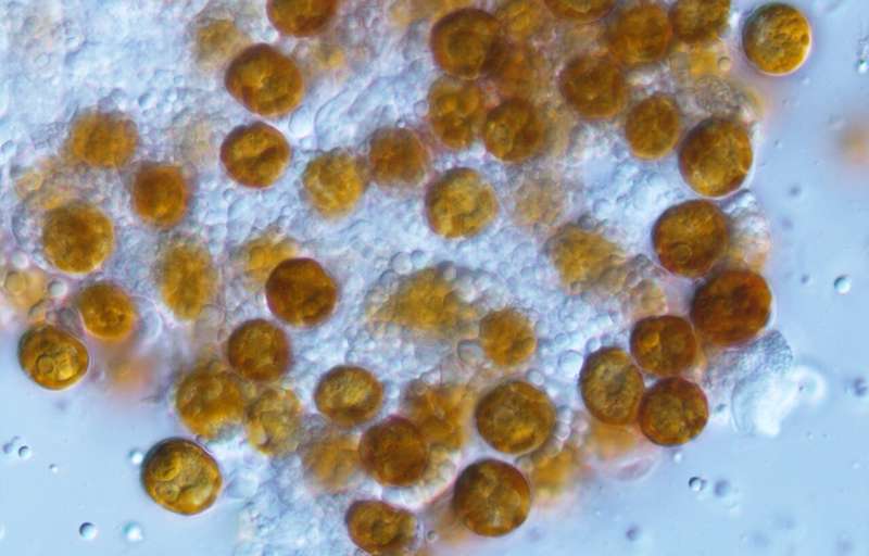 Scientists resurrect 'forgotten' genus of algae living in marine animals