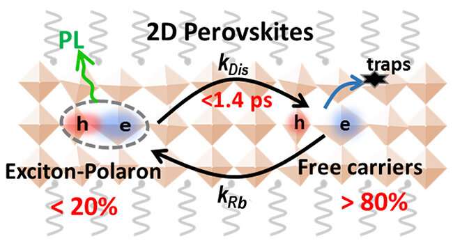 Scientists reveal ultrafast exciton dissociation mechanism in 2D perovskites