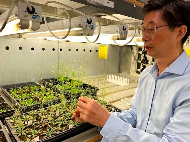 Scientists solve 50-year-old mystery behind plant growth