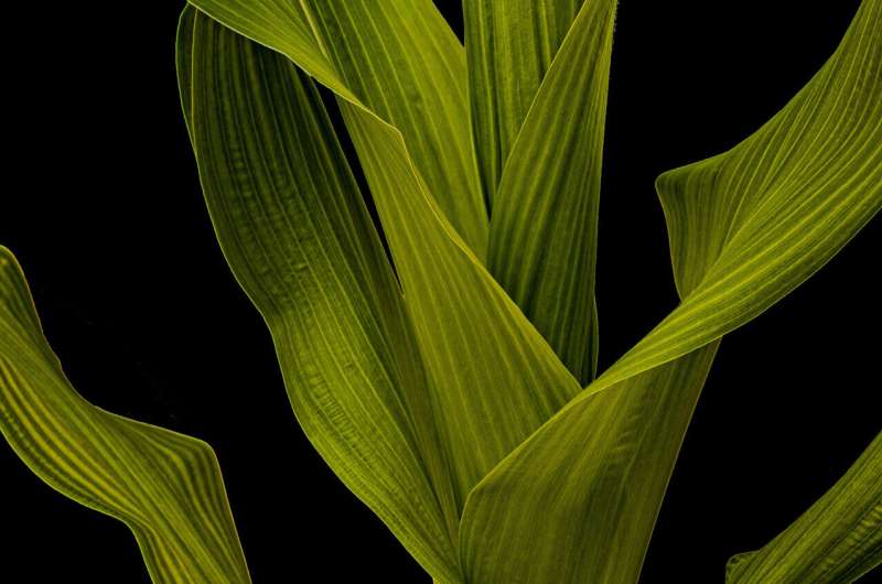 Scientists solve the grass leaf conundrum