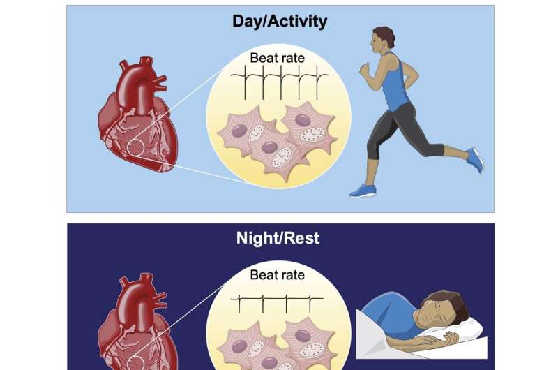 Scientists uncover a circadian rhythm in heart cells that affects their daily function