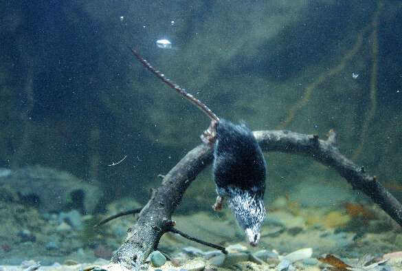 Scientists uncover genetic secrets of world’s smallest diving mammals