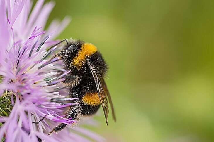 Scientists uncover the genetic pathway that colors bumble bee stripes