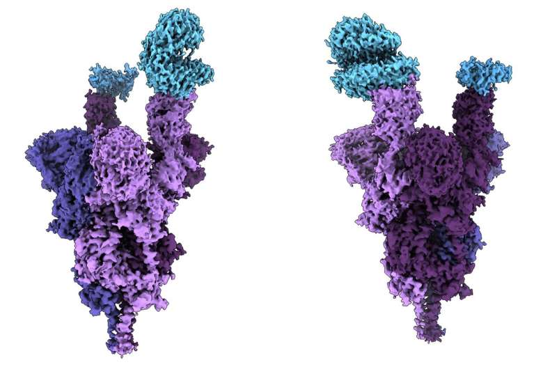 دانشمندان اولین آنالیز سطح مولکولی پروتئین اسپایک نوع Omicron را در جهان رونمایی کردند