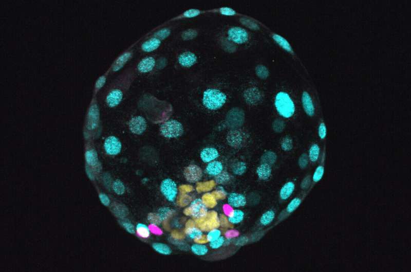 Scientists use stem cells to create models of pre-embryos