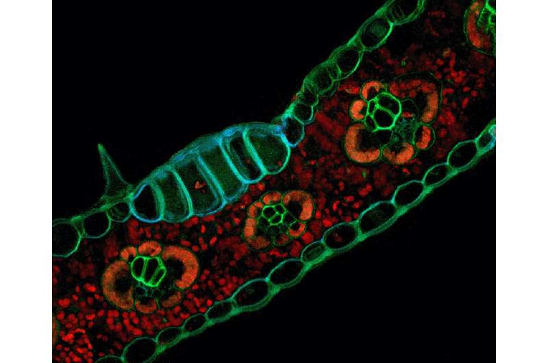 Scientists use the glowing properties of plant cells to capture stunning images