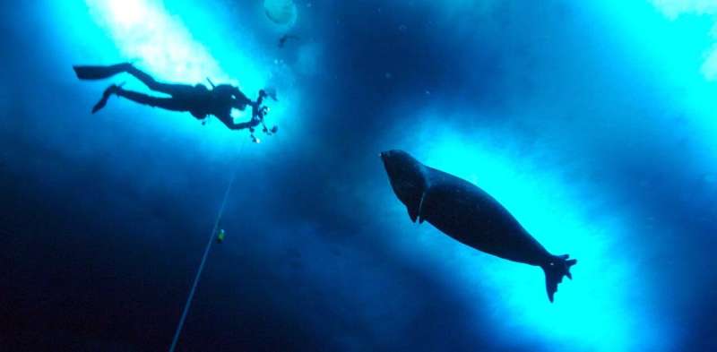 Scientists at work: New recordings of ultrasonic seal calls hint at sonar-like abilities