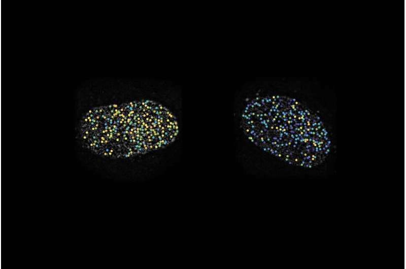 Scientists capture the moving parts of the portal to the cell’s nucleus