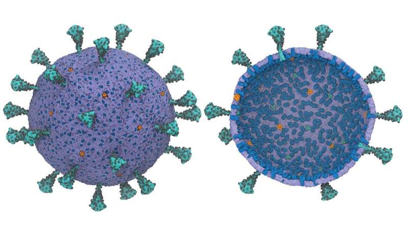 Scientists create first computational model of entire virus responsible for COVID-19