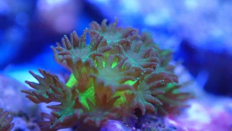 Scientists successfully breed corals in the lab