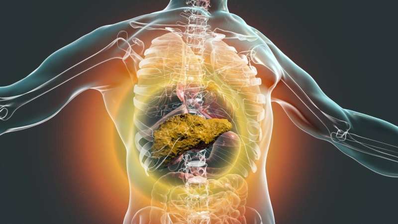 评分系统重新定义肝脏移植优先考虑的U.S.患者