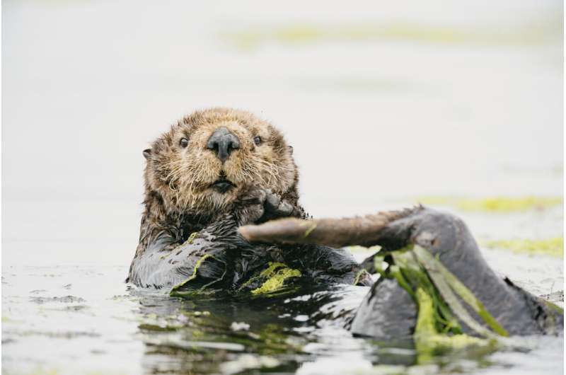 Sea otter populations found to increase eelgrass genetic diversity