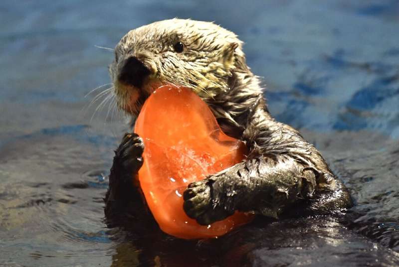 Sea otters, the smallest of all marine mammals with the thickest fur of the animal kingdom, they can hold their breath for up to