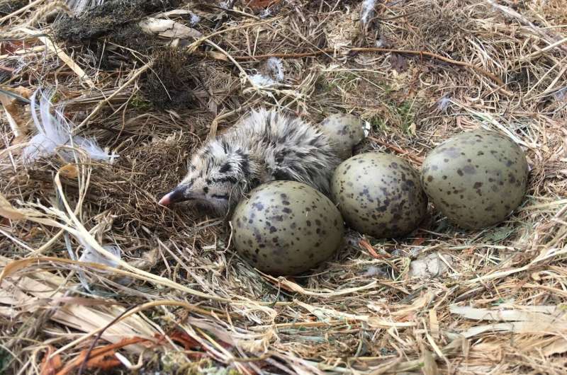 Seabird eggs contaminated with cocktail of plastic additives
