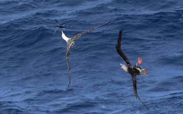 Seabirds are today's canaries in the coal mine – and they're sending us an urgent message