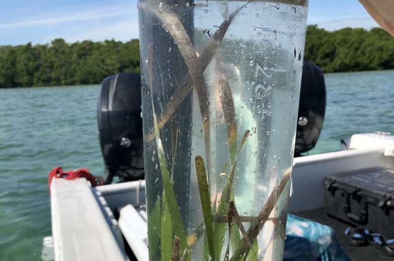 Seagrass is not a miracle solution against climate change
