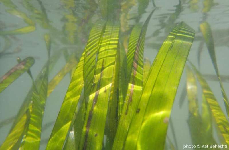 Seagrass restoration study shows rapid recovery of ecosystem functions