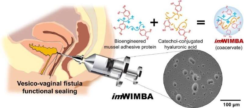 Sealing fistulas with regenerative immiscible bioglue