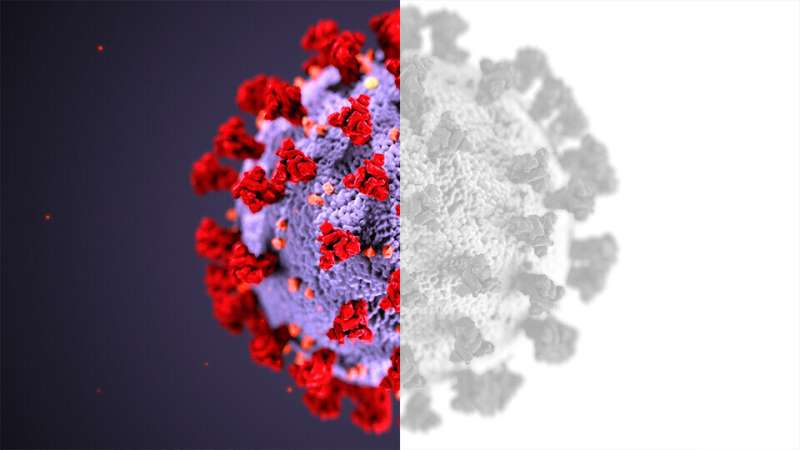 Seasonal coronaviruses might stimulate cross-protection against SARS-CoV-2