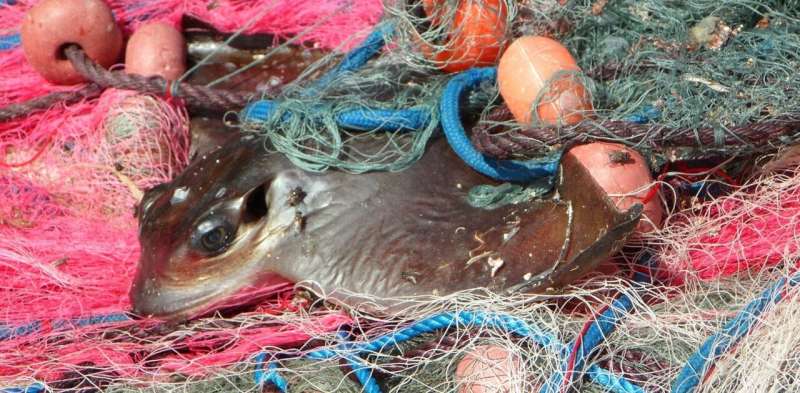 Seaspiracy: how to make fishing more sustainable by tackling bycatch – new research