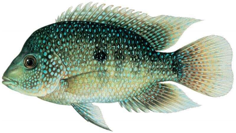 Second cichlid fish species native to Mexico invading waterways in Louisiana