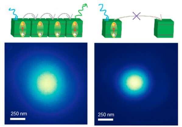 Seeing is believing: direct imaging of record exciton diffusion length