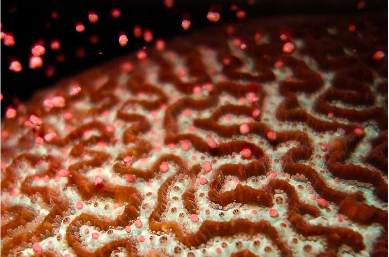 Selective breeding can produce heat-tolerant corals