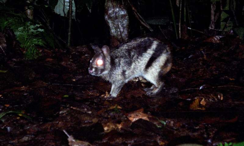 Sensation in Sumatra – world’s rarest rabbit spotted on Facebook