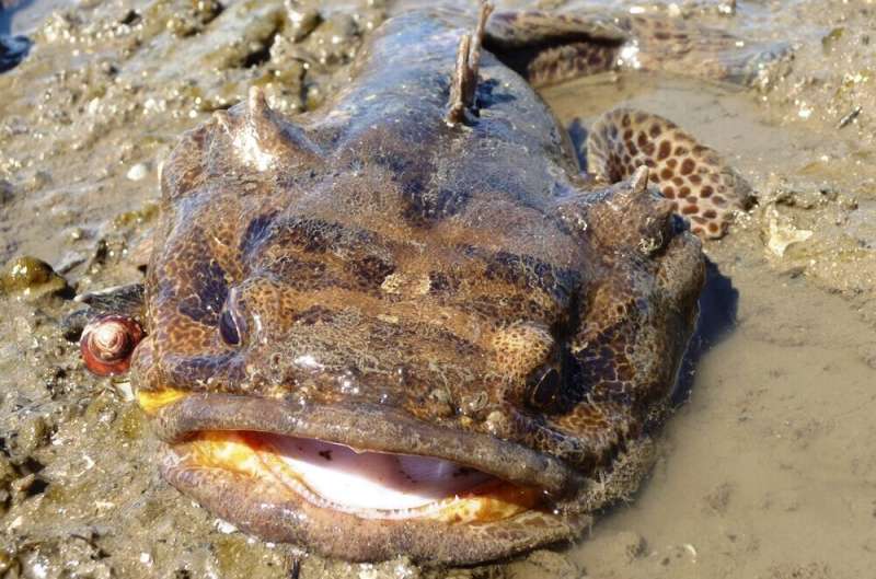 Serenading Lusitanian toadfish drowned out by water traffic