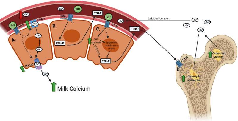 Serotonin found to be an important factor in calcium homeostasis in dairy cows