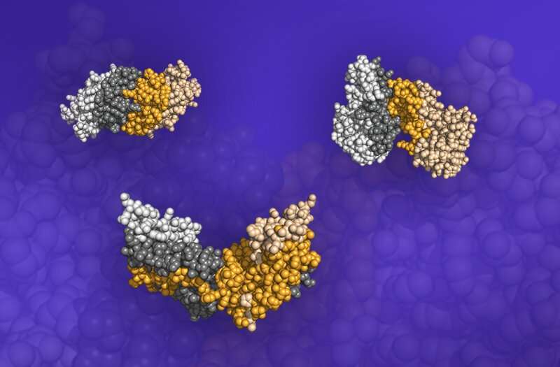 Shape-based model sheds light on simplified protein binding