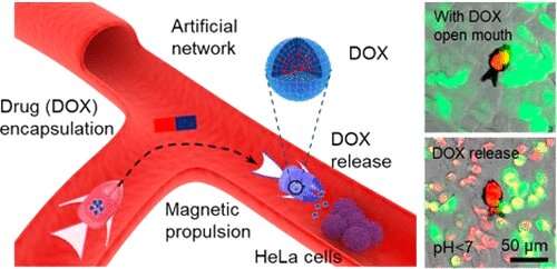 Shape-morphing microrobots deliver drugs to cancer cells