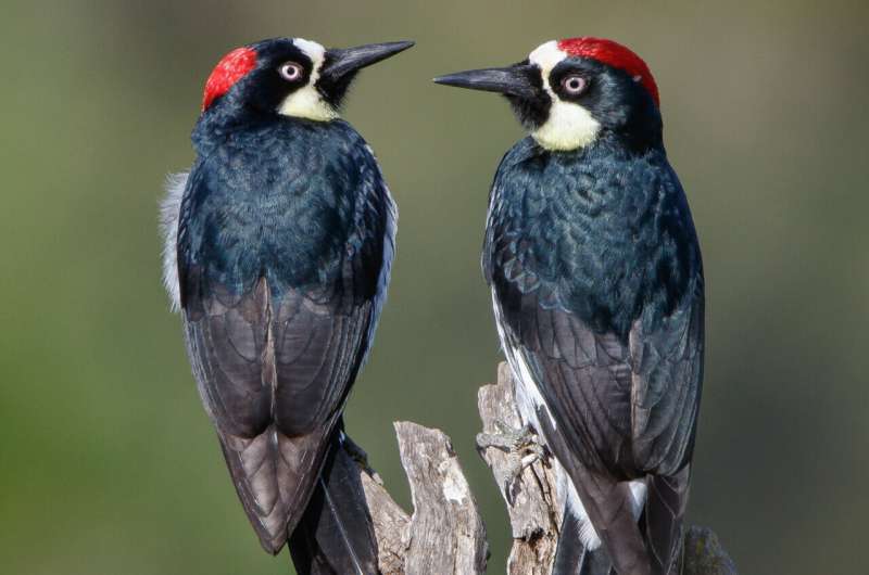 Sharing the love helps male acorn woodpeckers father more chicks