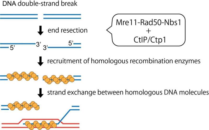 Sharing shears: Conserved protein segment activates molecular DNA scissors for DNA repair