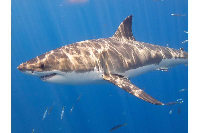 Shark attack numbers remained ‘extremely low’ in 2020, but fatalities spiked